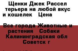 Щенки Джек Рассел терьера на любой вкус и кошелек › Цена ­ 13 000 - Все города Животные и растения » Собаки   . Калининградская обл.,Советск г.